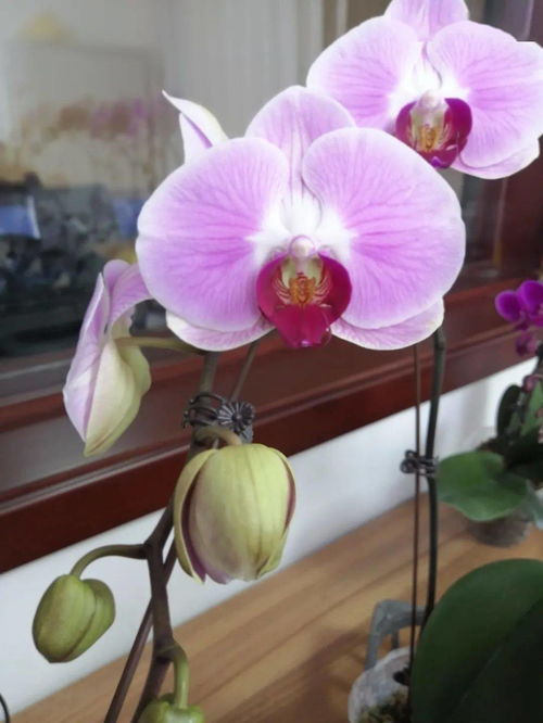 和潤農(nóng)業(yè) 精品花卉與蔬菜火熱上市，點亮您的生活與餐桌